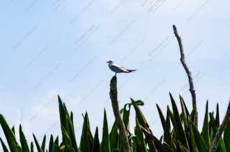 Seabird on a Weathered Perch Above the Reeds - Fine Art Photography Print, Limited Edition Photography, Giclée Print, Art Photography, Photography for Collectors