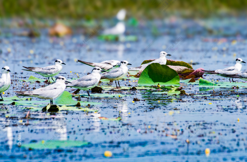 A Congregation of Terns on Water Lilies