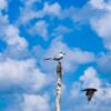 Tern on a Weathered Post - Fine Art Photography Prints, Limited Edition Photography, Fine Art Print, Wildlife Photography, Nature Photography