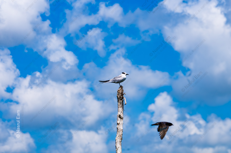 Tern on a Weathered Post