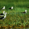 Black-winged Stilts in the Emerald Grass - Fine Art Photography Print, Limited Edition Photography, Luxury Photography Art,  Giclée Print, Wildlife Photography