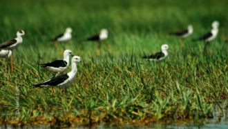 Black-winged Stilts in the Emerald Grass - Fine Art Photography Print, Limited Edition Photography, Luxury Photography Art, Giclée Print, Wildlife Photography