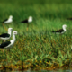 Black-winged Stilts in the Emerald Grass - Fine Art Photography Print, Limited Edition Photography, Luxury Photography Art,  Giclée Print, Wildlife Photography