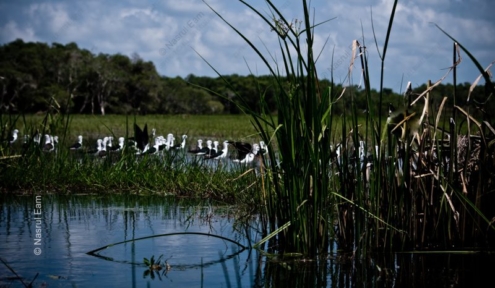 Stilts Gathering in the Marsh Reeds - Fine Art Photography Print, Limited Edition Photography, Nature Photography,  Wildlife Photography, Giclée Print