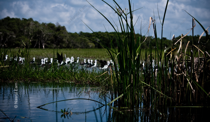 Stilts Gathering in the Marsh Reeds