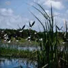 Black-winged Stilts in Flight - Fine Art Photography Prints, Limited Edition Photography, Giclée Prints,  Luxury Photography Art, Wildlife Photography