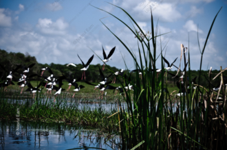 Black-winged Stilts in Flight