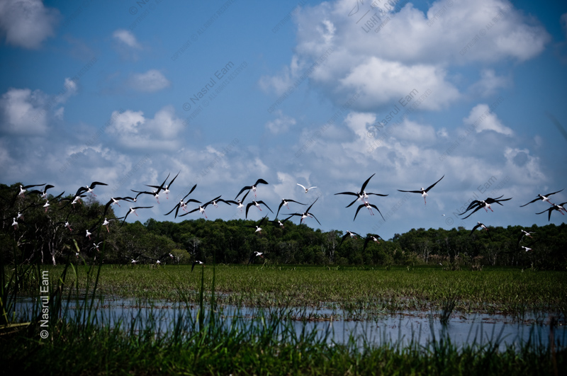 A Flock of Stilts in Flight Above the Marsh