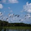 A Chorus of Wings Above the Marshland - Fine Art Photography Prints, Limited Edition Prints, Giclée Photography,  Luxury Photography Art,  Art Photography Investment