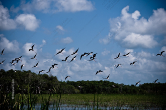 A Chorus of Wings Above the Marshland - Fine Art Photography Prints, Limited Edition Prints, Giclée Photography, Luxury Photography Art, Art Photography Investment
