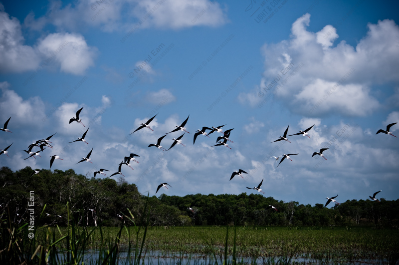 A Chorus of Wings Above the Marshland