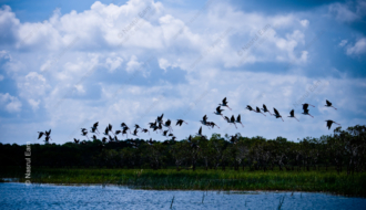 Stilts in Flight Above the Wetlands - Fine Art Photography Prints, Limited Edition Prints, Giclée Photography, Wildlife Photography, Art Photography