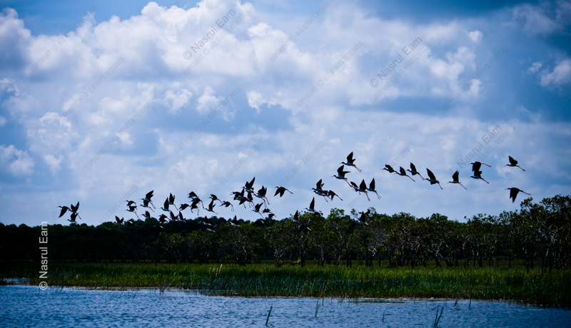 Stilts in Flight Above the Wetlands