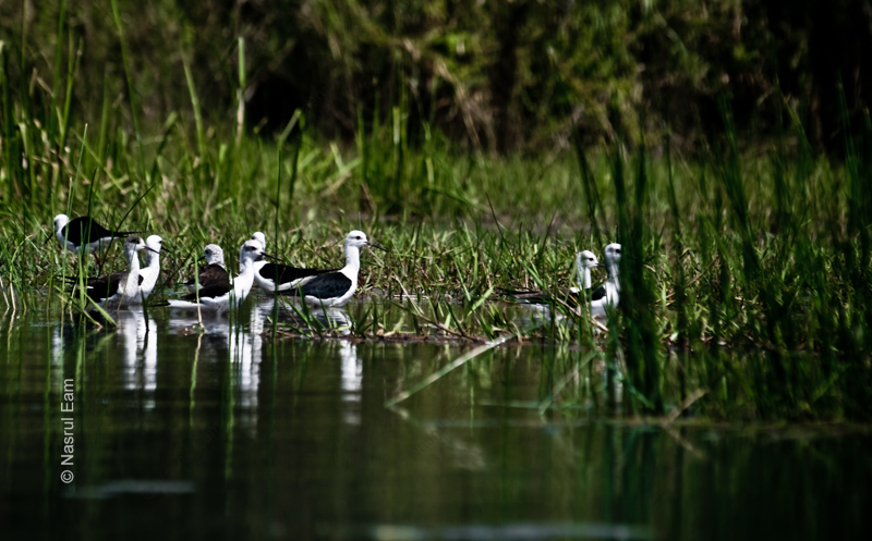 Stilts Wading at the Reeded Shore