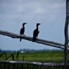 Two Cormorants on a Weathered Rail - Fine Art Photography Print, Limited Edition Photography, Giclée Print, Wildlife Photography,  Art Photography