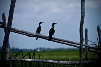 Two Cormorants on a Weathered Rail - Fine Art Photography Print, Limited Edition Photography, Giclée Print, Wildlife Photography, Art Photography