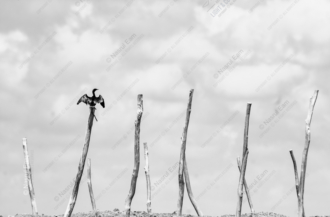 The Cormorant's Watch Over the Standing Posts - Fine Art Photography Print, Limited Edition Photography, Giclée Print,  Luxury Photography Art,  Contemporary Art Photography