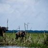Buffalo and Calf at the Water's Edge - Fine Art Photography Prints, Limited Edition Photography, Giclée Print,  Luxury Photography Art,  Art Photography Investment