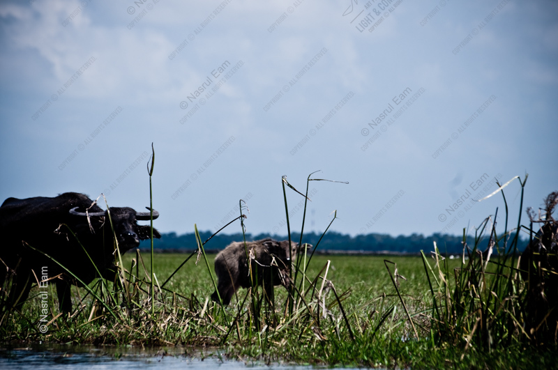 Buffalo and Calf at the Water's Edge