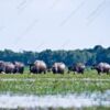 A Line of Buffalo Through the Wetlands - Fine Art Photography Prints, Limited Edition Photography, Giclée Prints, Wildlife Photography, Art Photography for Sale