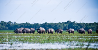 A Line of Buffalo Through the Wetlands - Fine Art Photography Prints, Limited Edition Photography, Giclée Prints, Wildlife Photography, Art Photography for Sale