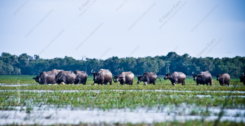 A Line of Buffalo Through the Wetlands