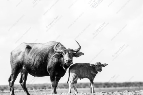 Water Buffalo and Calf on the Ridge - Fine Art Photography Print, Limited Edition Photography, Giclée Print, Black and White Photography,  Wildlife Photography