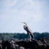 Heron on the Dark Earth - Fine Art Photography Print, Limited Edition Photography, Museum-Quality Artwork,  High-End Photography Prints,  Art Photography for Sale