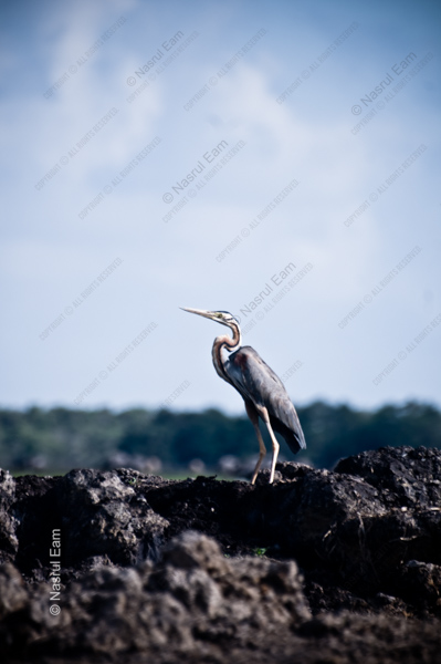 Heron on the Dark Earth