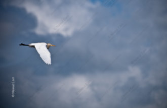 A Solitary Egret Against a Brooding Sky - Fine Art Photography Print, Limited Edition Photography, Giclée Print, Luxury Photography Art, Art Photography Investment