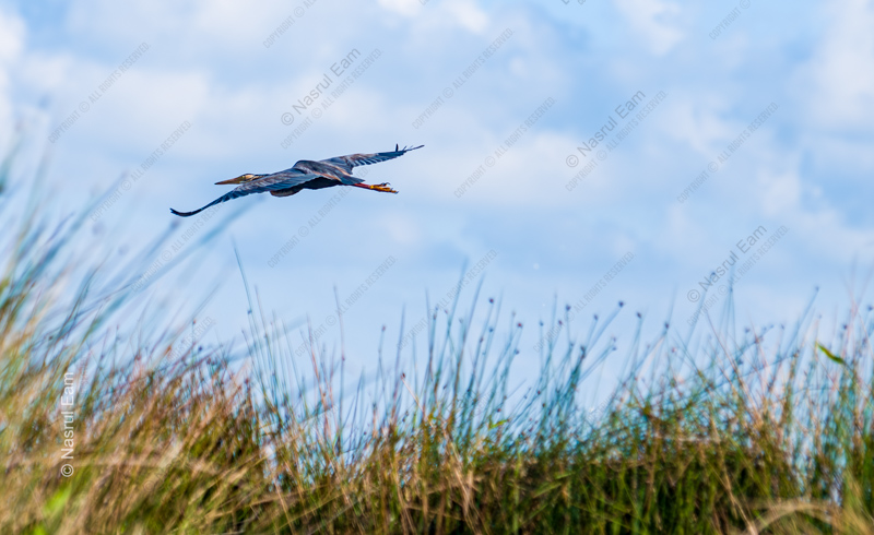Heron in Flight Above the Reeds