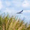 Heron in Flight Over Golden Reeds - Fine Art Photography Prints, Limited Edition Photography, Giclée Print, Heron Photography,  Luxury Photography Art