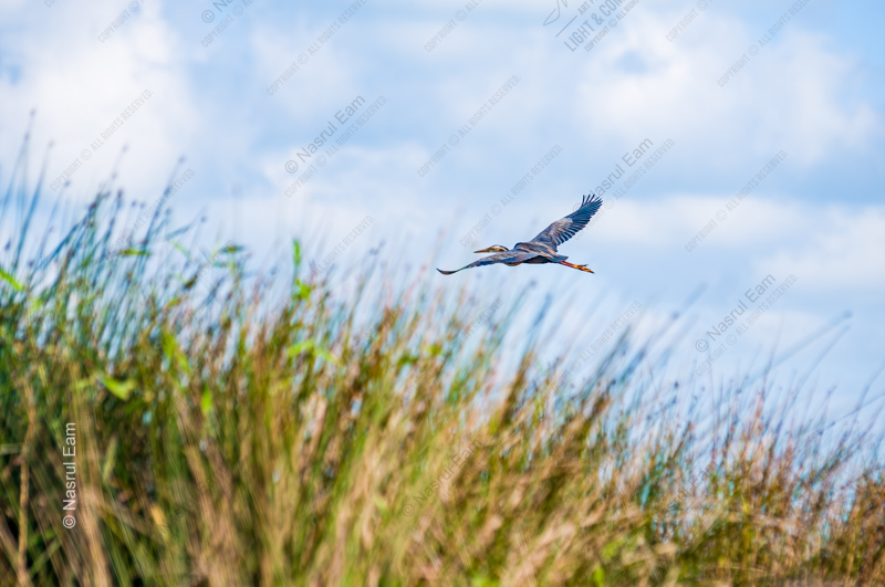Heron in Flight Over Golden Reeds