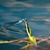 Azure Damselfly at Rest on a Water Leaf - Fine Art Photography Print, Limited Edition Photography, Giclée Print, Nature Photography,  Art Photography