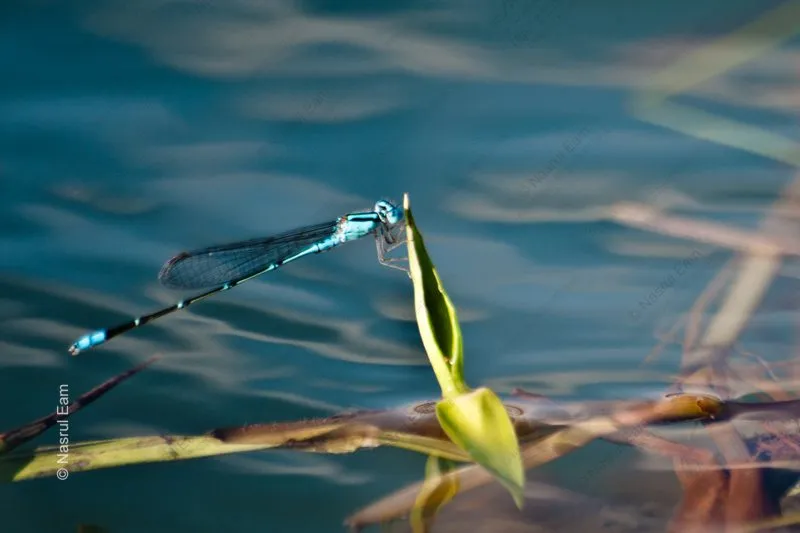 Azure Damselfly at Rest on a Water Leaf