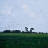 A Thousand Wings Over the Green Plain - Fine Art Photography Prints, Limited Edition Photography, Luxury Photography Art, Museum-Quality Photography, Giclée Photography