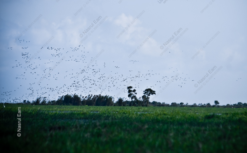 A Thousand Wings Over the Green Plain
