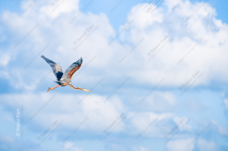 Purple Heron in Open Sky - Fine Art Photography Print, Limited Edition Print, Giclée Print, Purple Heron Photography, Art Photography Investment
