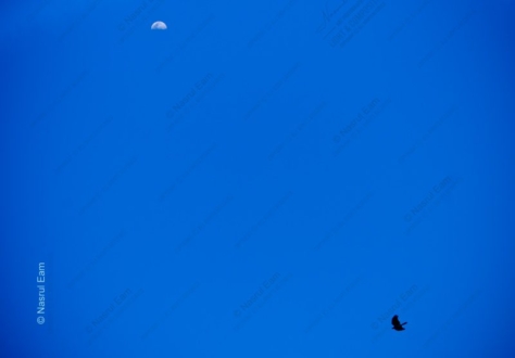 A Bird's Passage Under the Daytime Moon - Fine Art Photography Prints, Limited Edition Prints,  Museum-Quality Photography,  Luxury Photography Art,  Art Photography Investment