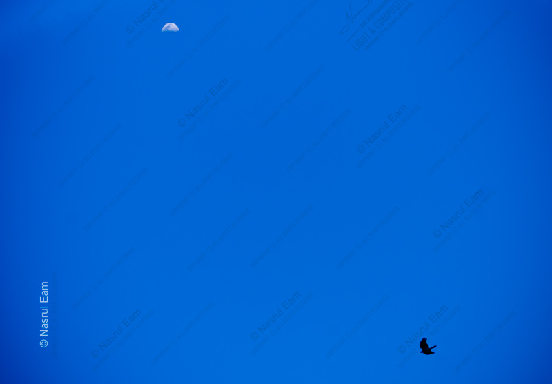 A Bird's Passage Under the Daytime Moon