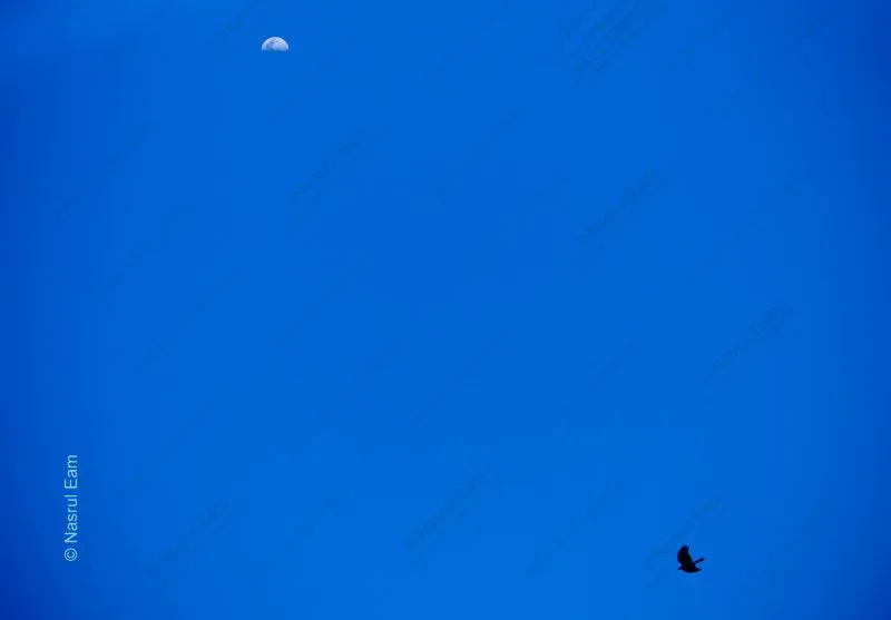 A Bird's Passage Under the Daytime Moon - Fine Art Photography Prints, Limited Edition Prints,  Museum-Quality Photography,  Luxury Photography Art,  Art Photography Investment