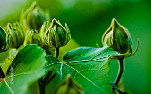 A Study of Hibiscus Buds - Fine Art Photography Prints, Limited Edition Photography,  Hibiscus Photography, Nature Photography Prints,  Luxury Photography Art