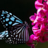 Azure Wings, Crimson Bloom - Fine Art Photography Print, Limited Edition Photography, Luxury Photography Art, Museum-Quality Photography,  Art Photography for Sale
