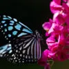 Azure Wings, Crimson Bloom - Fine Art Photography Print, Limited Edition Photography, Luxury Photography Art, Museum-Quality Photography, Art Photography for Sale