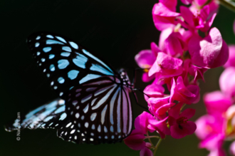 Azure Wings, Crimson Bloom - Fine Art Photography Print, Limited Edition Photography, Luxury Photography Art, Museum-Quality Photography, Art Photography for Sale