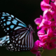 Azure Wings, Crimson Bloom - Fine Art Photography Print, Limited Edition Photography, Luxury Photography Art, Museum-Quality Photography,  Art Photography for Sale