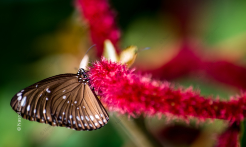 Butterfly on a Vibrant Crimson - Fine Art Photography Print, Limited Edition Photography, Giclée Print, Fine Art Photography, Luxury Photography Art