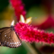 Butterfly on a Vibrant Crimson - Fine Art Photography Print, Limited Edition Photography, Giclée Print, Fine Art Photography, Luxury Photography Art