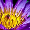 Visitor in the Violet Bloom - Fine Art Photography Prints, Limited Edition Photography,  Museum-Quality Photography,  Luxury Photography Art,  Art Photography Prints