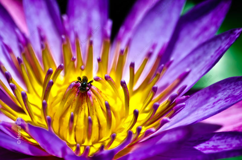 Visitor in the Violet Bloom
